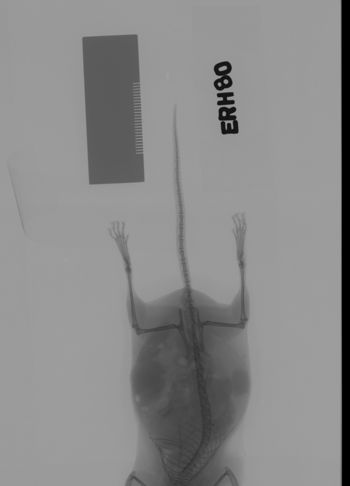 Media type: image;   Mammalogy 69529 Description: Xray of mouse.;